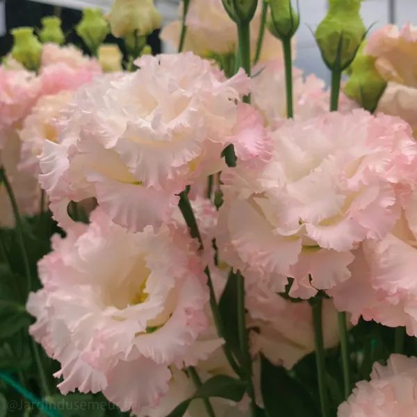 🎁Premium Lisianthus Seeds 🌷Create a Bouquet Garden at Home