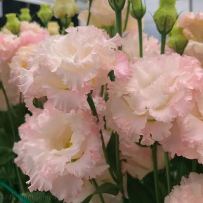 🎁Premium Lisianthus Seeds 🌷Create a Bouquet Garden at Home
