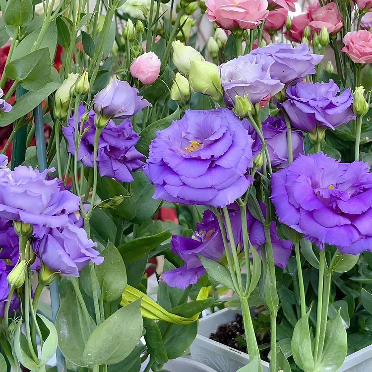 🎁Premium Lisianthus Seeds 🌷Create a Bouquet Garden at Home