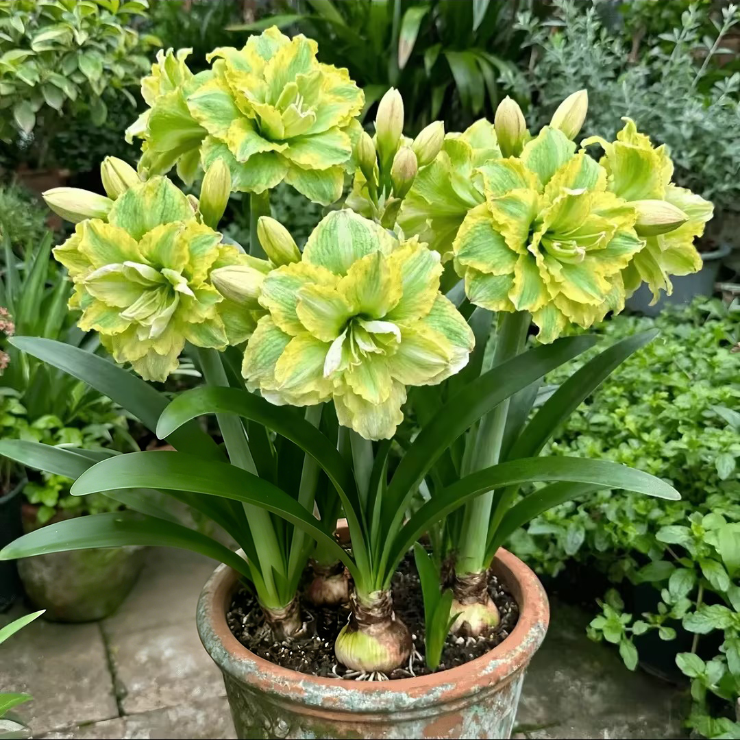 🤗🌺 One Hippeastrum Bulb, One Stunning Giant Bloom💥🏠