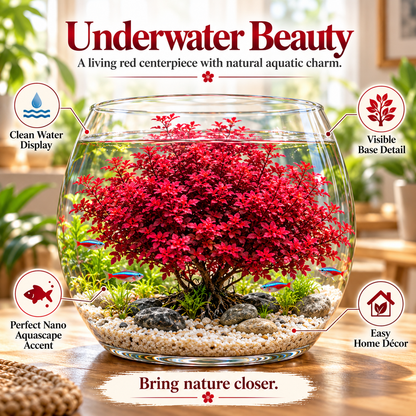 🔥 Crimson Sakura Aquatic Tree Bulbs🌿 Grow a Fiery Underwater Mini Forest