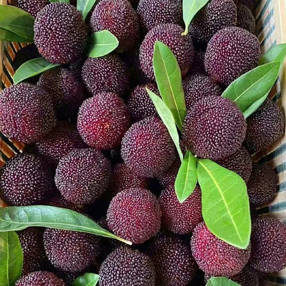 Giant Bayberry: Ping-Pong Ball Size, ⭐Strawberry-Cherry Fusion Flavor