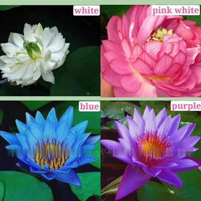 🌺The sacred lotus flower in bonsai🌺