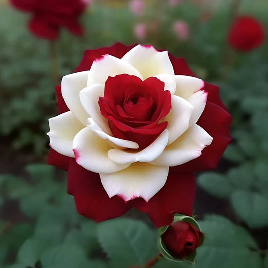 🔥 Rare Red & White Twin Rose 🌹Two Colors, One Stunning Bloom!