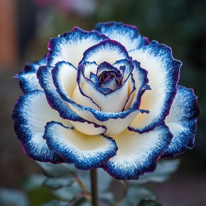 🌈🌹Rare Blue Moon Rose 🌸Elegant Blooms That Transform Your Garden