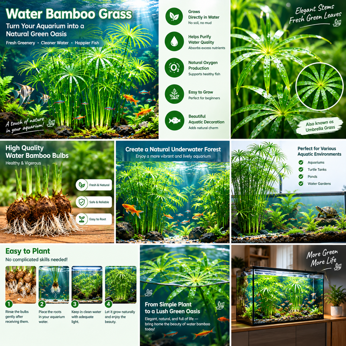 🌿Water Bamboo Bulbs-Hydroponic Umbrella Plant 💦 Natural Water Purifier for Aquariums, Turtle Tanks & Ponds