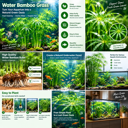 🌿Water Bamboo Bulbs-Hydroponic Umbrella Plant 💦 Natural Water Purifier for Aquariums, Turtle Tanks & Ponds