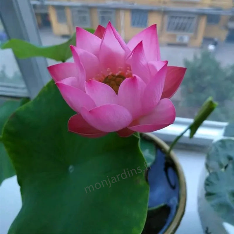🌺The sacred lotus flower in bonsai🌺