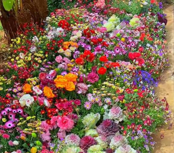 🔥Last day clearance💝Premium Cold-Hardy Mixed Perennial Seeds - Selected 40+ Fall Planting Mix