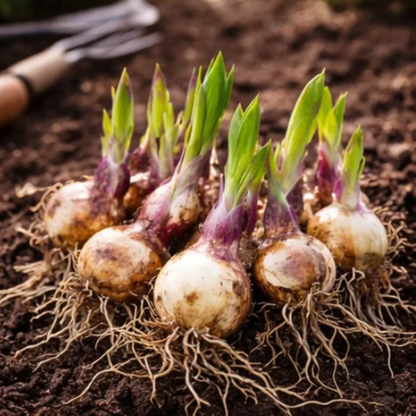 🌿 Hosta Bulbs: Big Beautiful Leaves, Almost Zero Effort