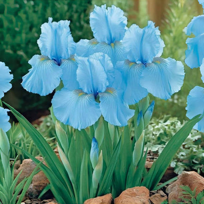 ⚜️ Rare Tall Bearded Iris – Premium Garden Rhizomes