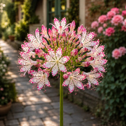 🏠🌸 Celestial Lace Agapanthus Bulbs 🌿 Elegant Blooms, Easy to Grow