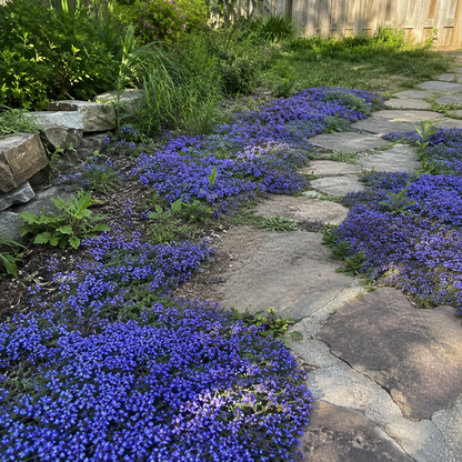 🌸✨ Creeping Thyme Seeds for a Stunning Multi-Color Ground Cover!  🌿Turn Your Garden into a Colorful Flower Carpet!🌺