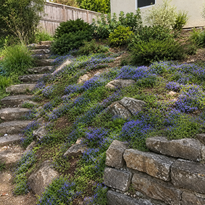 🌸✨ Creeping Thyme Seeds for a Stunning Multi-Color Ground Cover!  🌿Turn Your Garden into a Colorful Flower Carpet!🌺