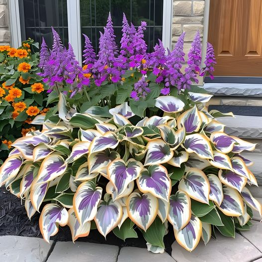 🔥Premium Rare Hosta Seeds🌿Turn Your Garden Into a Designer Landscape