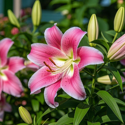 🌺🍷Double Perfume Lily Bulbs—Fresh and Sweet