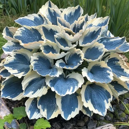 🌈 STOP Scrolling… Your Garden Is About to Get ADDICTIVELY Colorful 😍