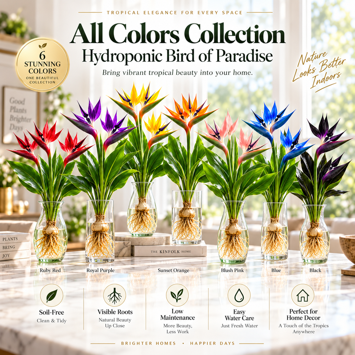 🕊️✨Hydroponic bird of paradise🌱🌸 A Little Bulb, A Beautiful Bloom — Nature’s Best Therapy!