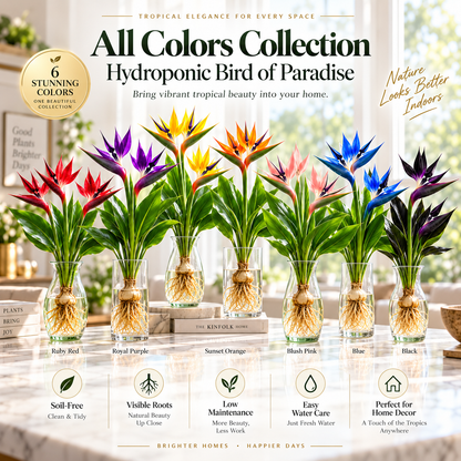 🕊️✨Hydroponic bird of paradise🌱🌸 A Little Bulb, A Beautiful Bloom — Nature’s Best Therapy!