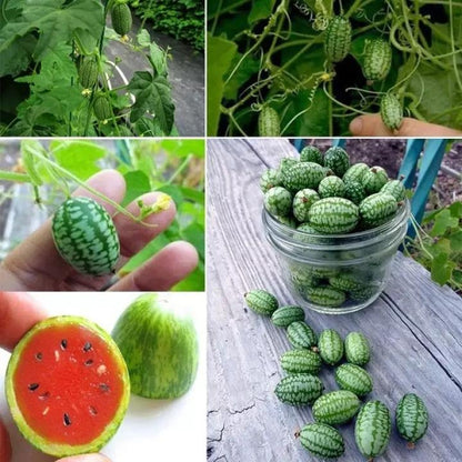 🍉RARE SEEDS THUMB WATERMELON SEEDS