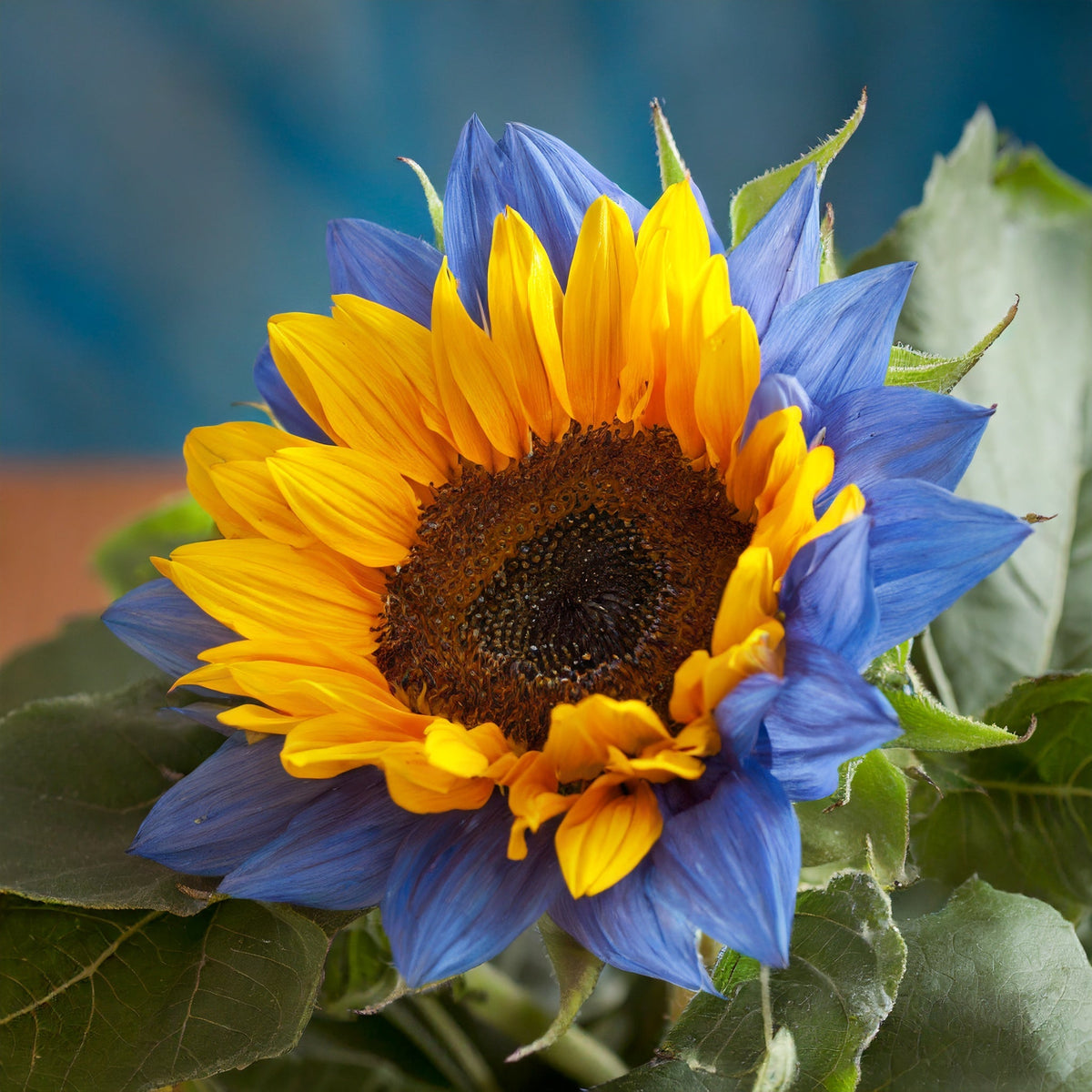 Midnight Blaze Sunflower Seeds