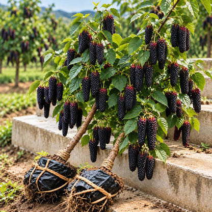 ❤️🖤🍇 Rare Giant Red & Black Mulberry Tree Saplings🌳Grow Extra-Long, Sweet & Juicy Fruit Right in Your Backyard!
