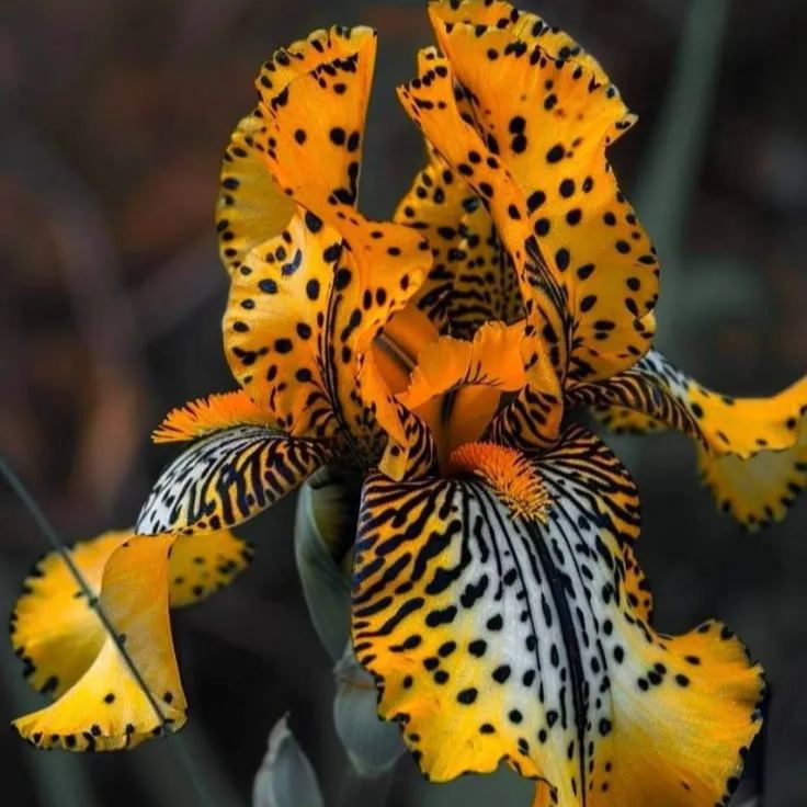 Rare & Exotic Iris Bulbs ⚜️ Unique Blooms That Impress
