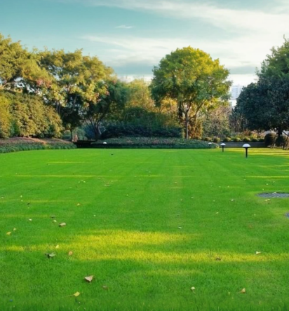 🎉Up to 50% off-Low-Maintenance, Drought and Cold-Resistant, Low-Growing Lawn Seeds
