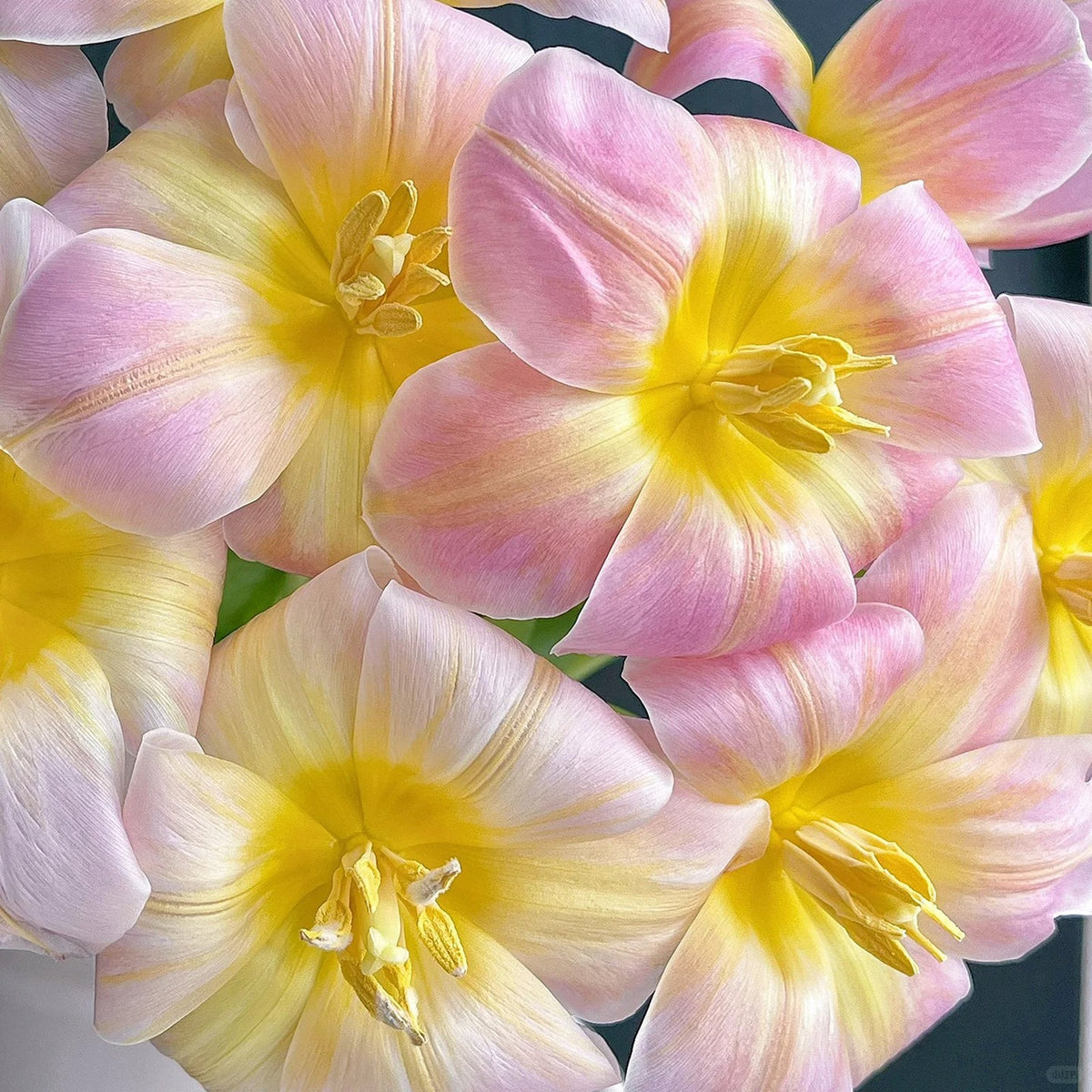 💥Spring NEW🌷Tulips 'first love'seeds