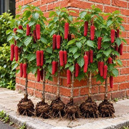 ❤️🖤🍇 Rare Giant Red & Black Mulberry Tree Saplings🌳Grow Extra-Long, Sweet & Juicy Fruit Right in Your Backyard!