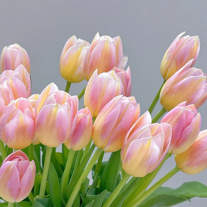 💥Spring NEW🌷Tulips 'first love'seeds