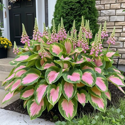 🔥Premium Rare Hosta Seeds🌿Turn Your Garden Into a Designer Landscape