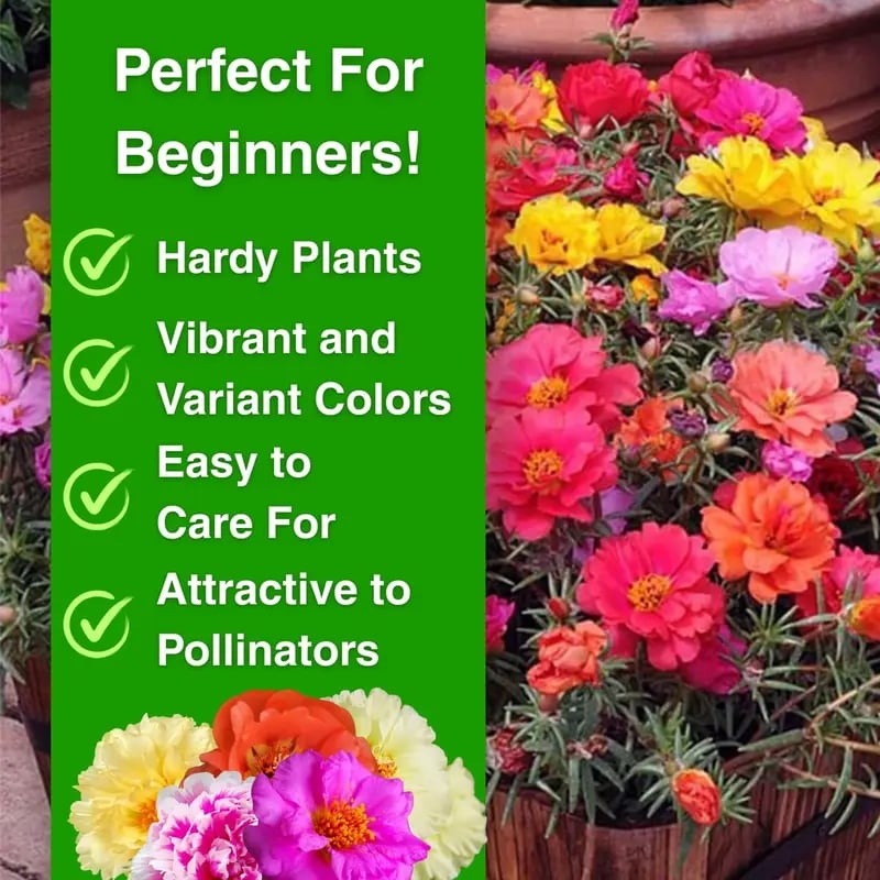 🔥 65K+ Sold Double Bloom Sun Rose Seeds 🌸 Nonstop Summer Blooms 🌼 No Care Needed ☀️ Grow Anywhere 🌱
