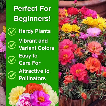 🔥 65K+ Sold Double Bloom Sun Rose Seeds 🌸 Nonstop Summer Blooms 🌼 No Care Needed ☀️ Grow Anywhere 🌱