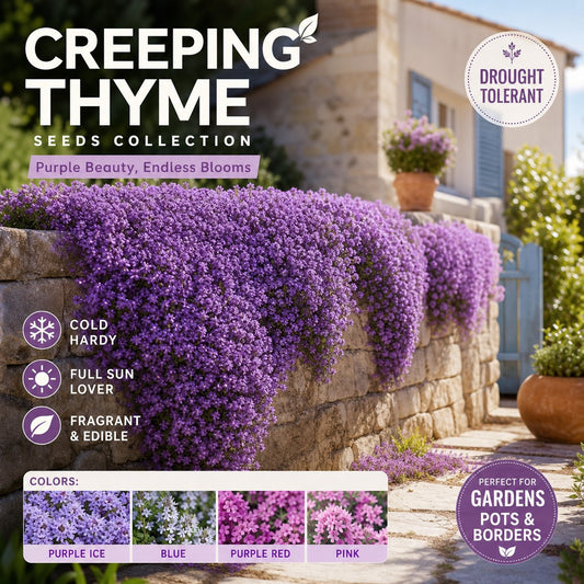 🌸✨ Creeping Thyme Seeds for a Stunning Multi-Color Ground Cover!  🌿Turn Your Garden into a Colorful Flower Carpet!🌺