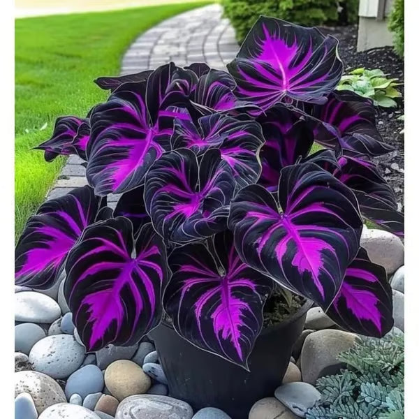 🔥Premium Rare Hosta Seeds🌿Turn Your Garden Into a Designer Landscape