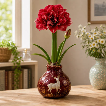 🔥 No Soil! No Water! Just Blooms! 🌺 Watch These Waxed Amaryllis Bulbs Come to Life!