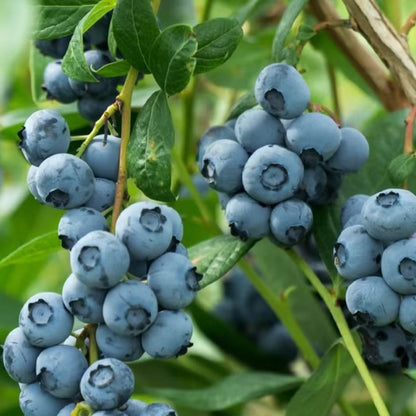 Giant Blueberry Fruit Seeds