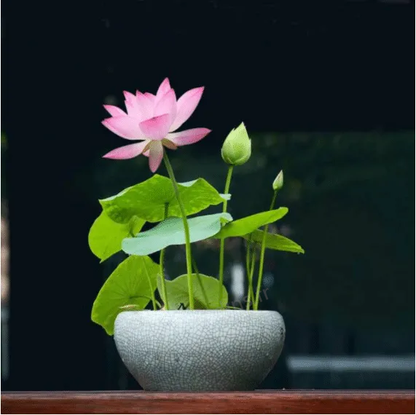 🌺The sacred lotus flower in bonsai🌺