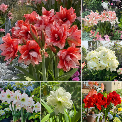 ꙳⋆🫧Giant Double-Flowered Amaryllis Bulbs – Spectacular Blooms This Season!🌼