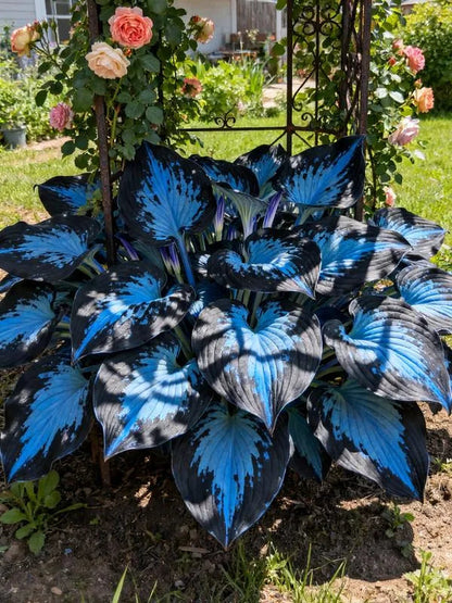 🔥Premium Rare Hosta Seeds🌿Turn Your Garden Into a Designer Landscape