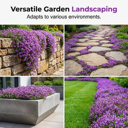 🌸✨ Creeping Thyme Seeds for a Stunning Multi-Color Ground Cover!  🌿Turn Your Garden into a Colorful Flower Carpet!🌺