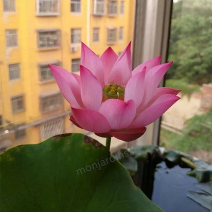 🌺The sacred lotus flower in bonsai🌺