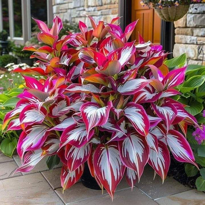 🔥Last day of clearance sale🔥Rare and premium quality hosta seeds🌿Shade-tolerant plant