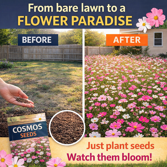 Cosmos Seeds – Grow Effortless Wildflower Beauty in Your Garden