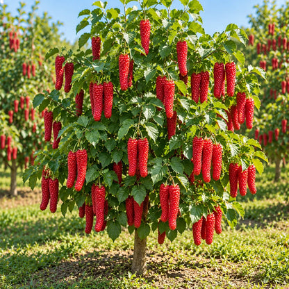 ❤️🖤🍇 Rare Giant Red & Black Mulberry Tree Saplings🌳Grow Extra-Long, Sweet & Juicy Fruit Right in Your Backyard!