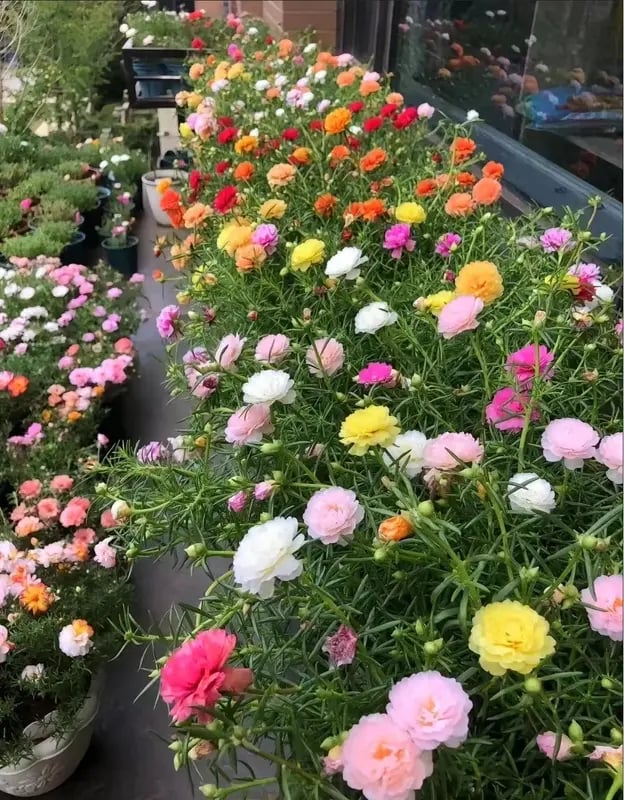 🐝 With the Most Hardy Flowers, create the freest DIY🌼 Double-Flower Moss Roses
