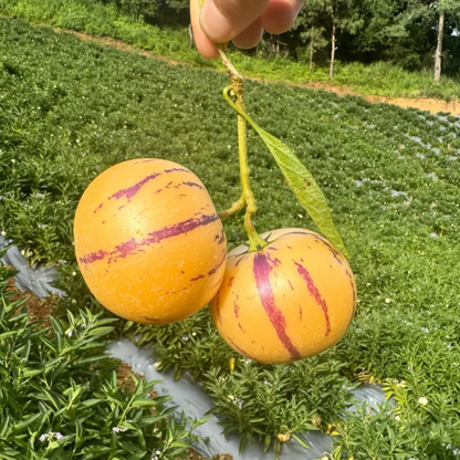 ˚ʚ🍈ɞ˚Grow Your Own Refreshing, Nutrient-Rich Pepino Melon – Sweet, Hydrating & Perfect for Summer 😋