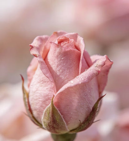 🌹🌹🌹Transform Any Space Into a Luxury Rose Garden — Instantly