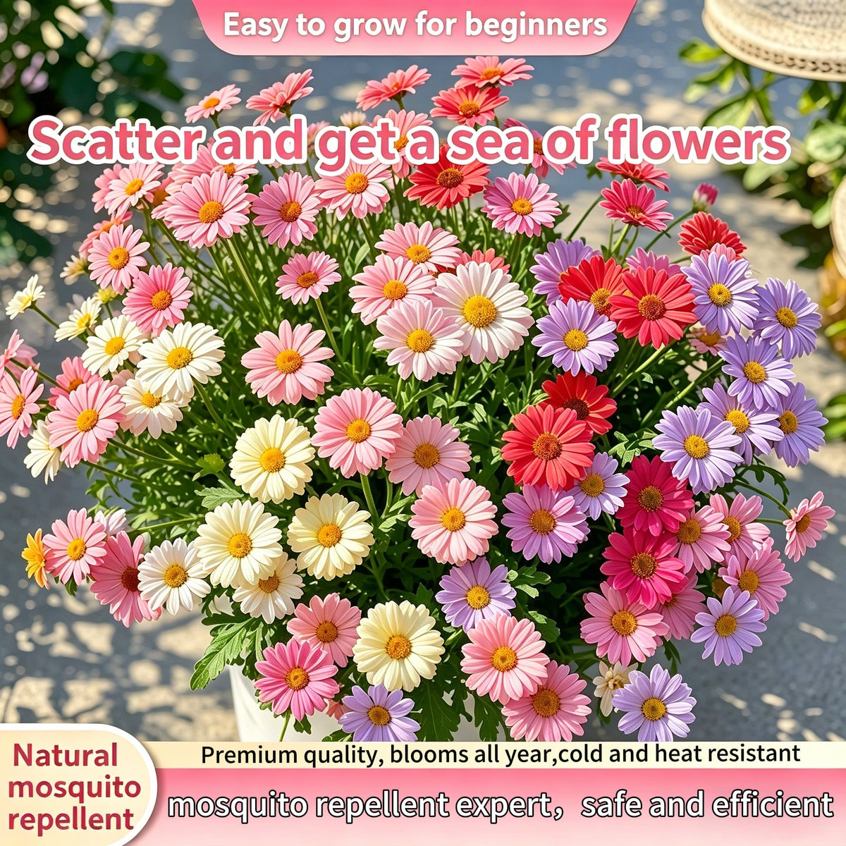 ❌️🦟Mixed Color Pyrethrum Daisies for a Healthier Garden 🌸